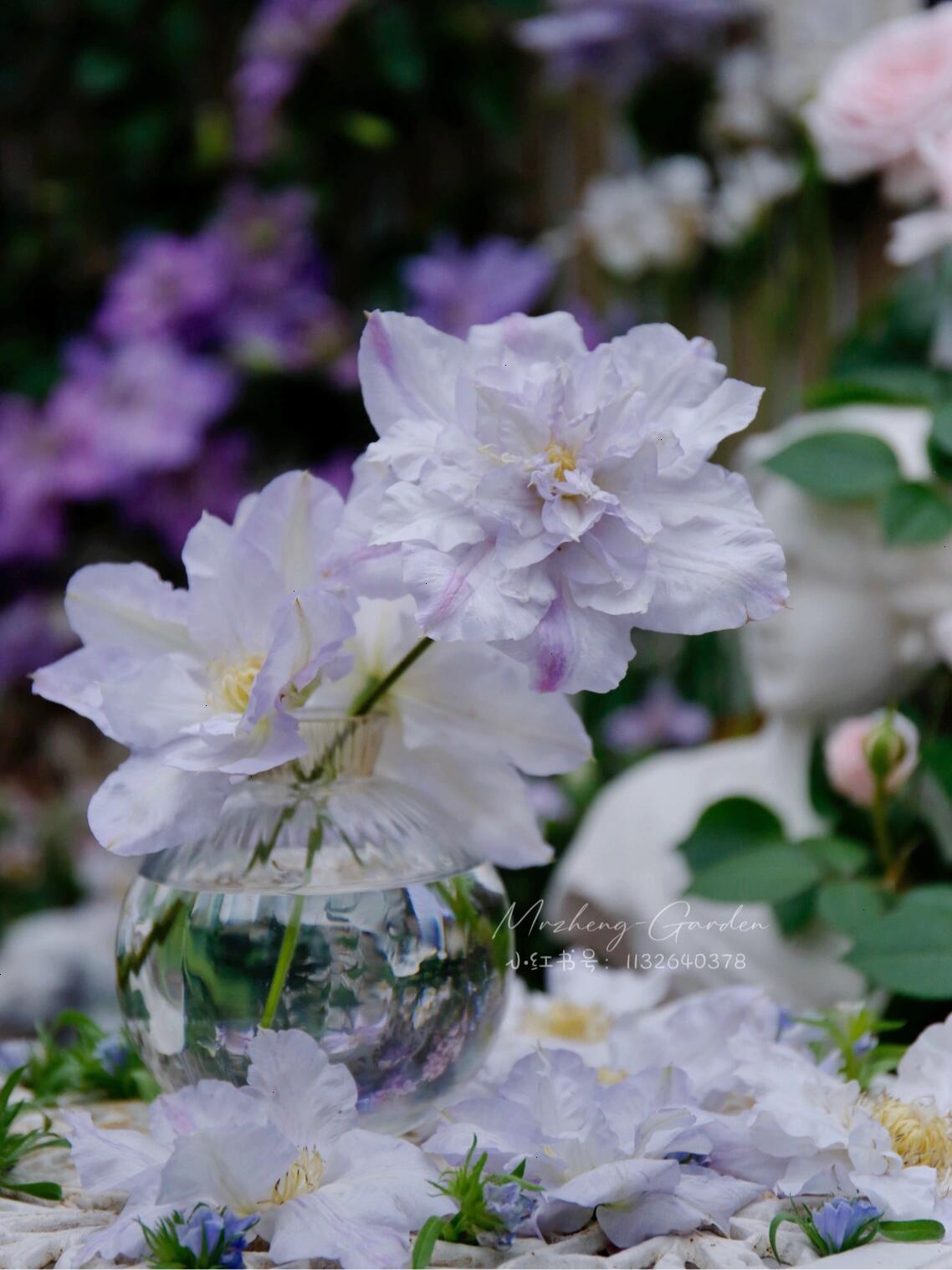Clematis【Veronica's choice】- LivePlant|维罗妮卡的选择|Fairy Double Clematis|Gradient