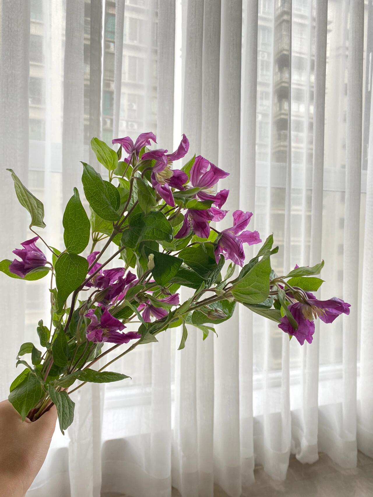 Clematis【Inspiration】-9P LivePlant|灵感|Dutch Cut Flower Clematis