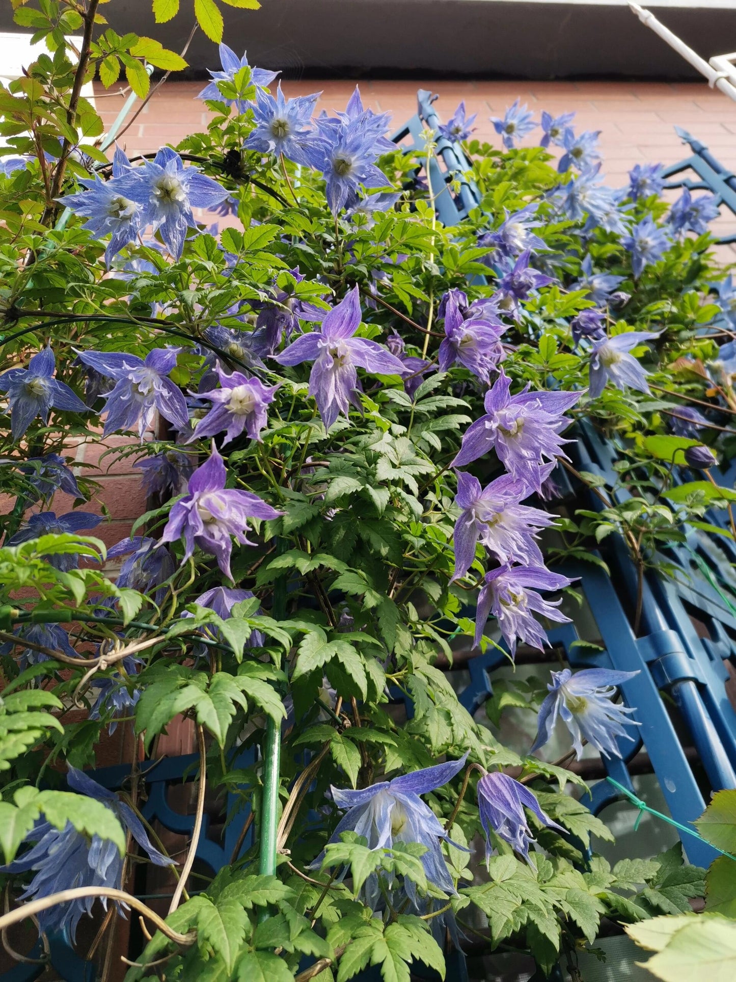 Rare Clematis【Maidwell Hall】- 12P LivePlant|梅德维尔|Fairy Dress|Cold-hardy|