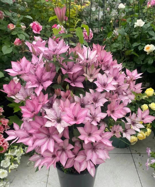 Clematis【Giselle】- LivePlant|吉赛尔|Large Flower|Vintage Pink| Cold Hardy| Exquisite| Flower Waterfall| Beginner-Friendly| Compact Patio| Vine