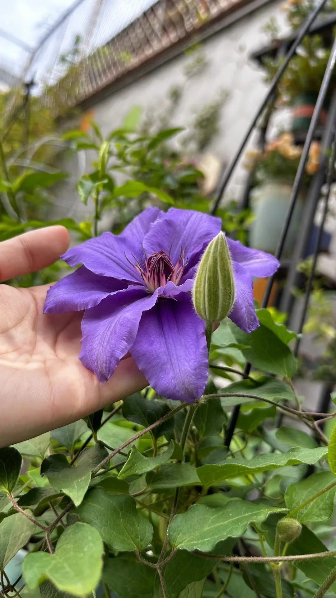 Clematis【Parisienne】 巴黎风情