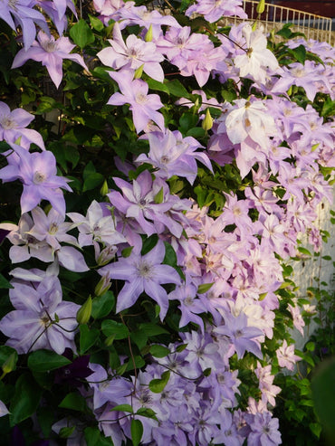 Clematis【Reflections】- LivePlant|倒影| Double-flowered| Cold Hardy|Perennial|Pollinator Friendly| Low Maintenance| Popular| Bloom Repeatedly
