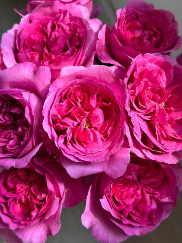 Rose【Yves Sunrise|イヴサンライズ】- 1 Gal Own Root LivePlant| Rare Japanese Perfume Rose|Large Bloom |伊芙日出| Redolent| 爱神拂晓| 木立バラ