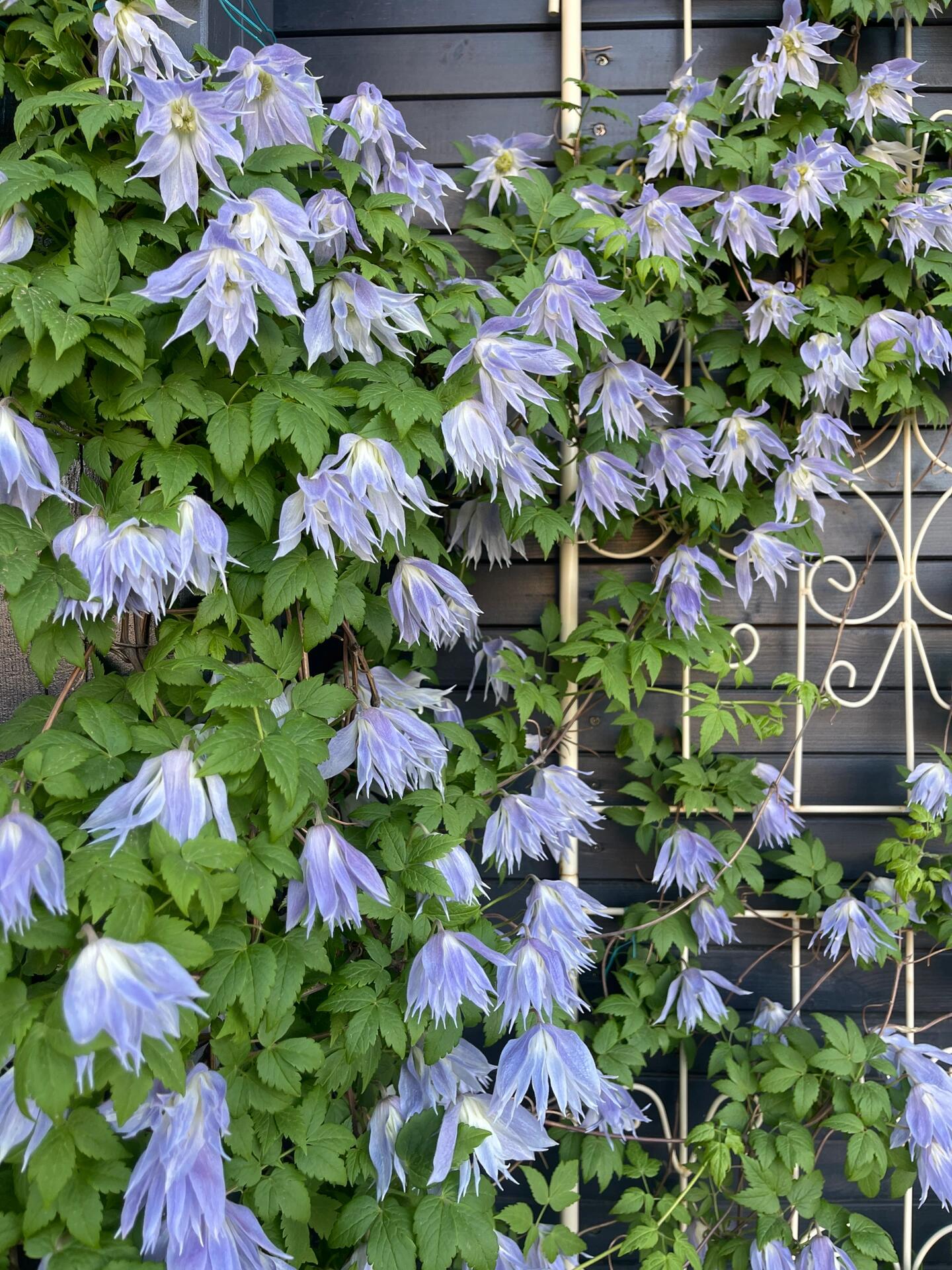 Rare Clematis【Maidwell Hall】- 12P LivePlant|梅德维尔|Fairy Dress|Cold-hardy|