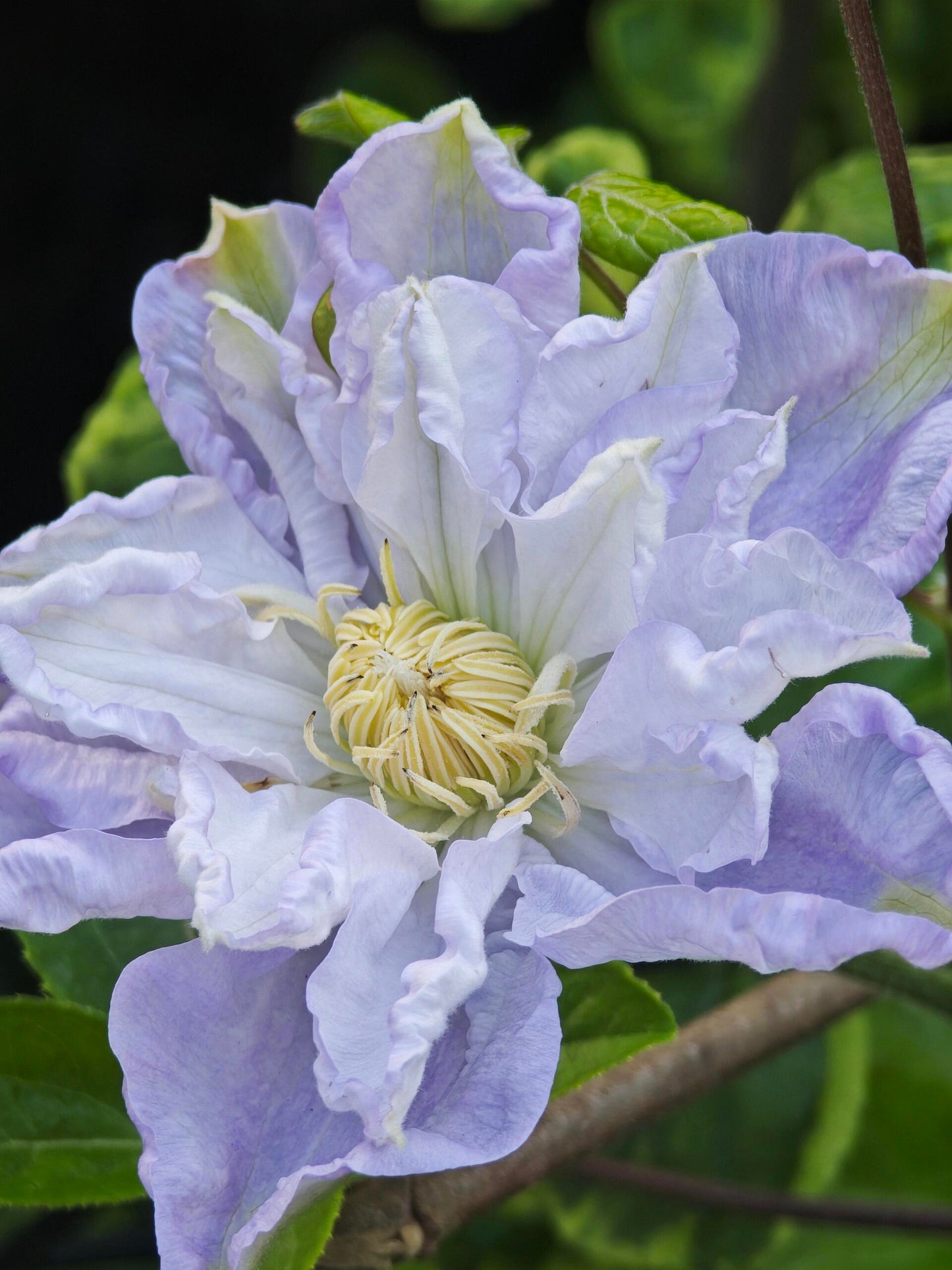 Clematis【Veronica's choice】- LivePlant|维罗妮卡的选择|Fairy Double Clematis|Gradient