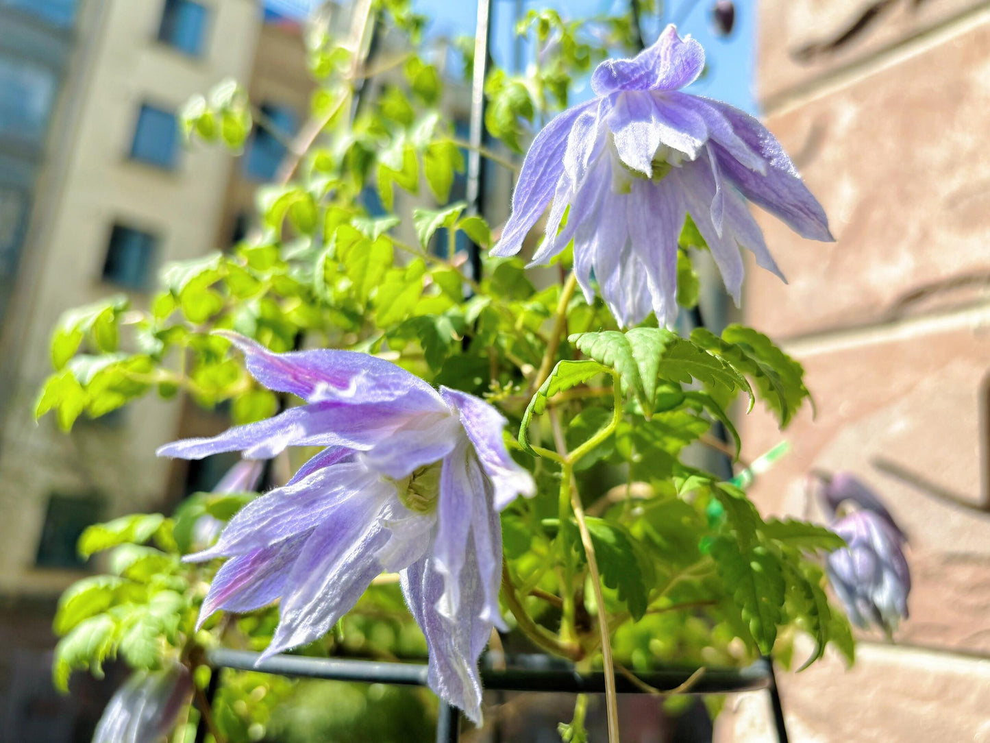 Rare Clematis【Maidwell Hall】- 12P LivePlant|梅德维尔|Fairy Dress|Cold-hardy|