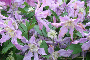 Rare Clematis【East River】-LivePlant|东方河流Large Star Bloom