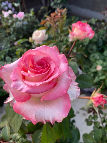 Rose【BouLevard】- 林荫大道|Large Bloom| 武媚娘| Floribunda Rose| Gradient| Florists Rose| Less Thorns| Beginner-Friendly