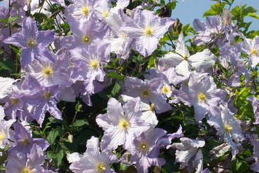 Clematis【Blue Angel| あおてんし】-Live Plant|蓝天使| Rare Pleated Petals| Easy 2Grow| Hardy| Large Flowering| Strong Growth| Pot Friendly| Shade Vine