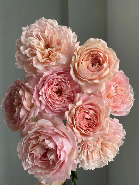 Rose【Sucre|シュクレ】- 1 Gal OwnRoot LivePlant| 河本砂糖|Junko Kawamoto 2016|苏克雷