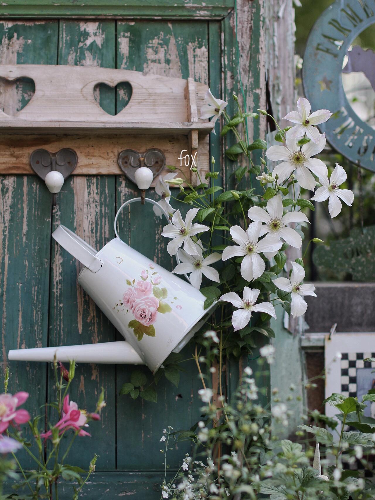 Clematis【Forever Friends|Zofofri】- 9P Live Plant|Award-winning Variety|Ranked among the top 10 best White Clematis| 永远的朋友Lovely Decorative