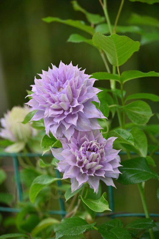 Clematis【Belle of Woking|ベルオブウォーキング】- 9P LivePlant|沃金美女