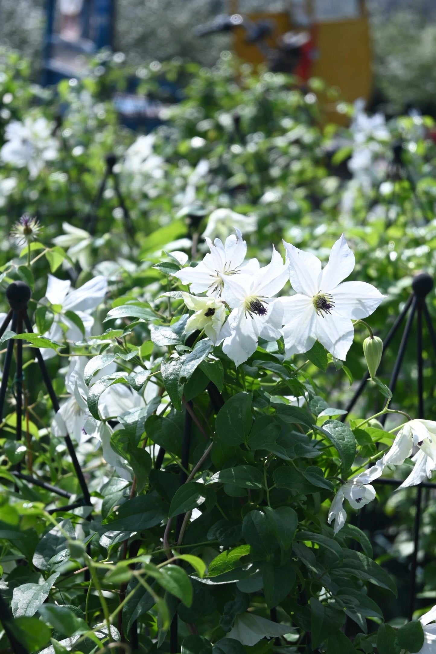 Clematis【Forever Friends|Zofofri】- 9P Live Plant|Award-winning Variety|Ranked among the top 10 best White Clematis| 永远的朋友Lovely Decorative