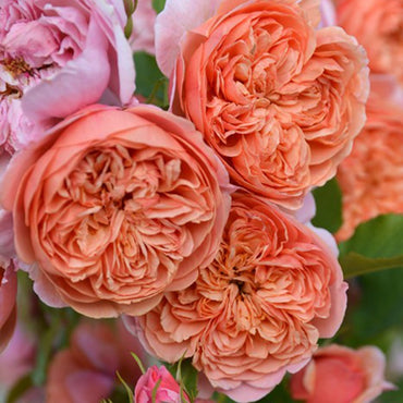 Rose【Silk Road|シルクロード】- Japanese New Variety 2022|丝绸之路 | Takunori Kimura|Small Climbing & Shrubs| Excellent Resistance| Redolent