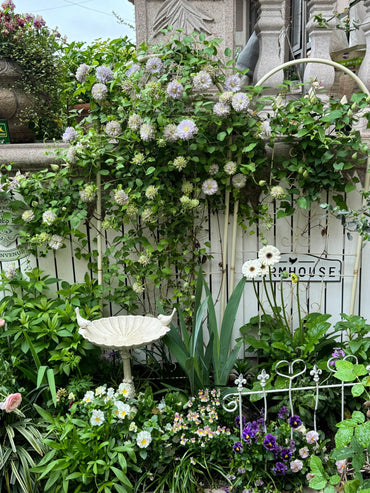 Clematis 【Ruriokoshi |ルリオコシ】- 9P LivePlant| 琉璃 |Japanese Rare Clematis | Rich and Unique Colors