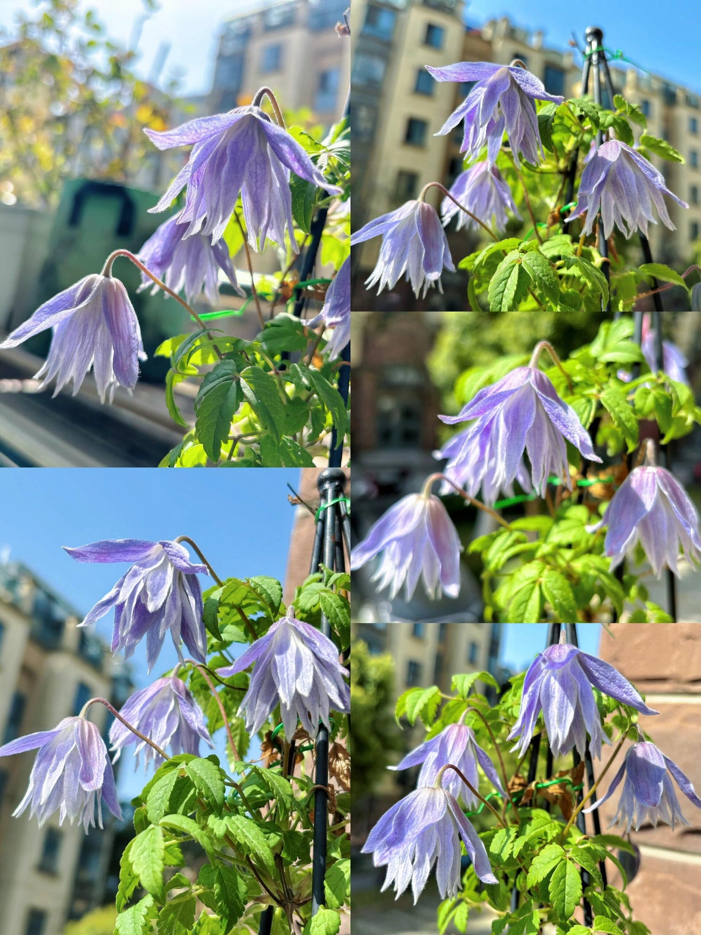 Rare Clematis【Maidwell Hall】- 12P LivePlant|梅德维尔|Fairy Dress|Cold-hardy|