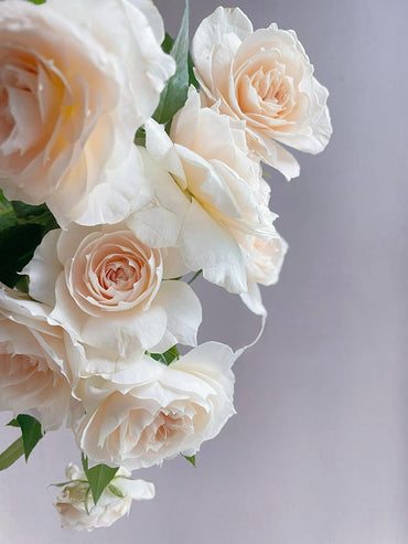 Rosa【Royal Diva】- 1.5Gal OwnRoot LivePlant|皇家迪瓦|歌剧皇后|Fru Nerby|Flores de fuerte aroma