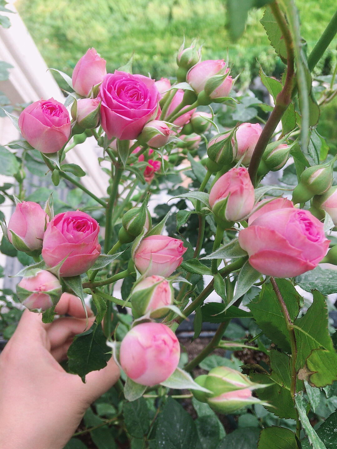 Prolific Rose【Super Sensation】- 2 Gal OwnRoot LivePlant|粉多头/ 超感|Cute Pink Blossom Thicket