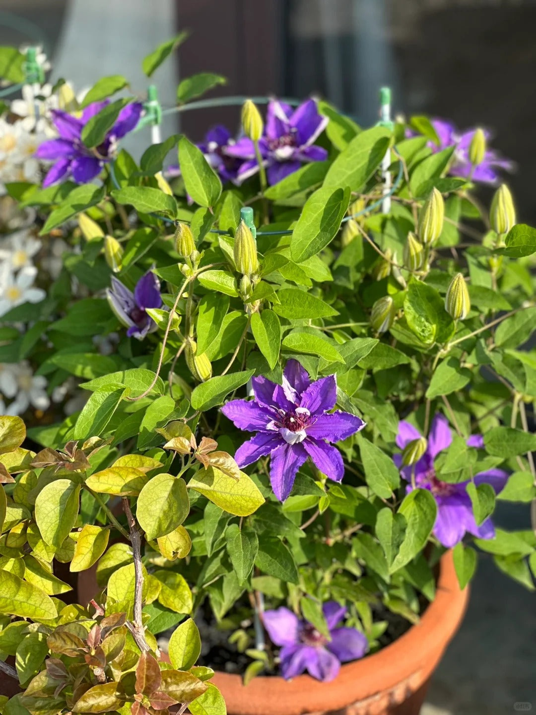 Clematis【Parisienne】 巴黎风情