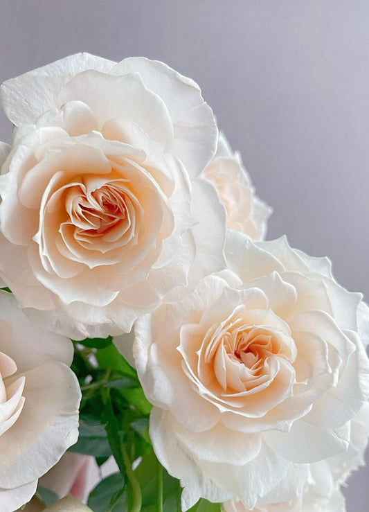 Rosa【Royal Diva】- 1.5Gal OwnRoot LivePlant|皇家迪瓦|歌剧皇后|Fru Nerby|Flores de fuerte aroma