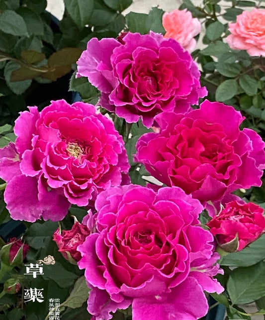 Rose【Ramukan|ラムカン】- Rare Japanese Cutting Rose| 1.5 Gallon-OwnRoot| Wavy Bloom| Ruffle lace| 草药| Similar to Sheherazad | Sun Tolerant | herb