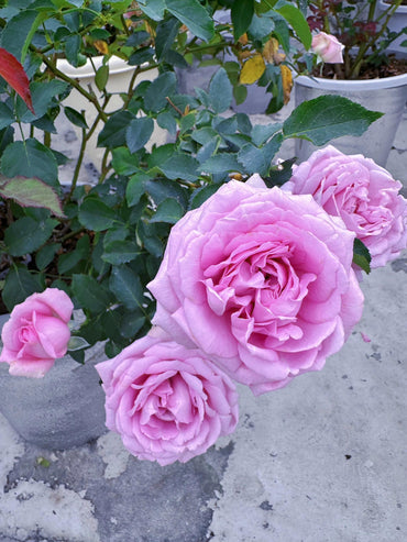 Rose【Charme|シャルム】- 1.5 Gal OwnRoot LivePlant|魅力绸缎|Junko Kawamoto 2017