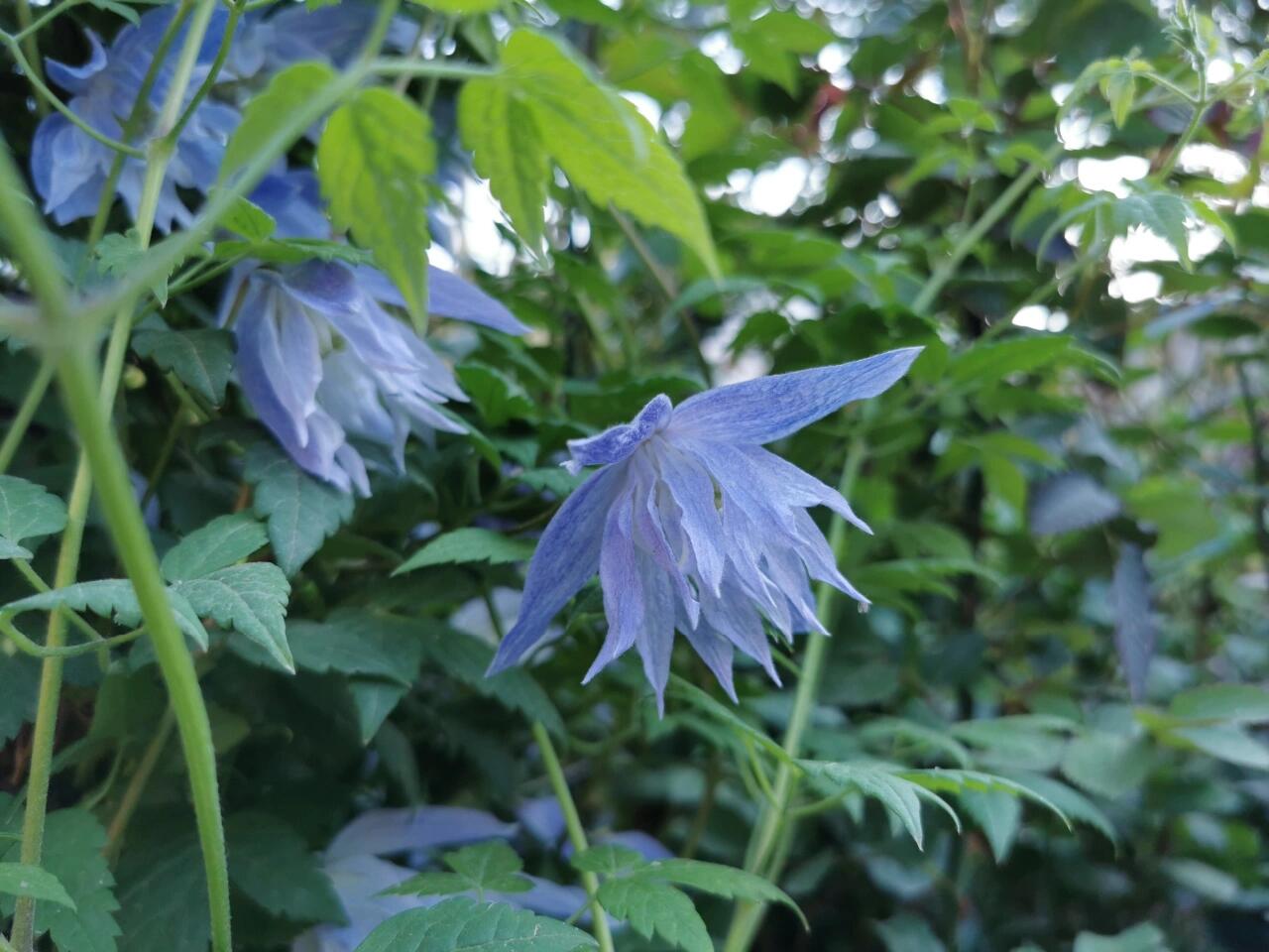 Rare Clematis【Maidwell Hall】- 12P LivePlant|梅德维尔|Fairy Dress|Cold-hardy|