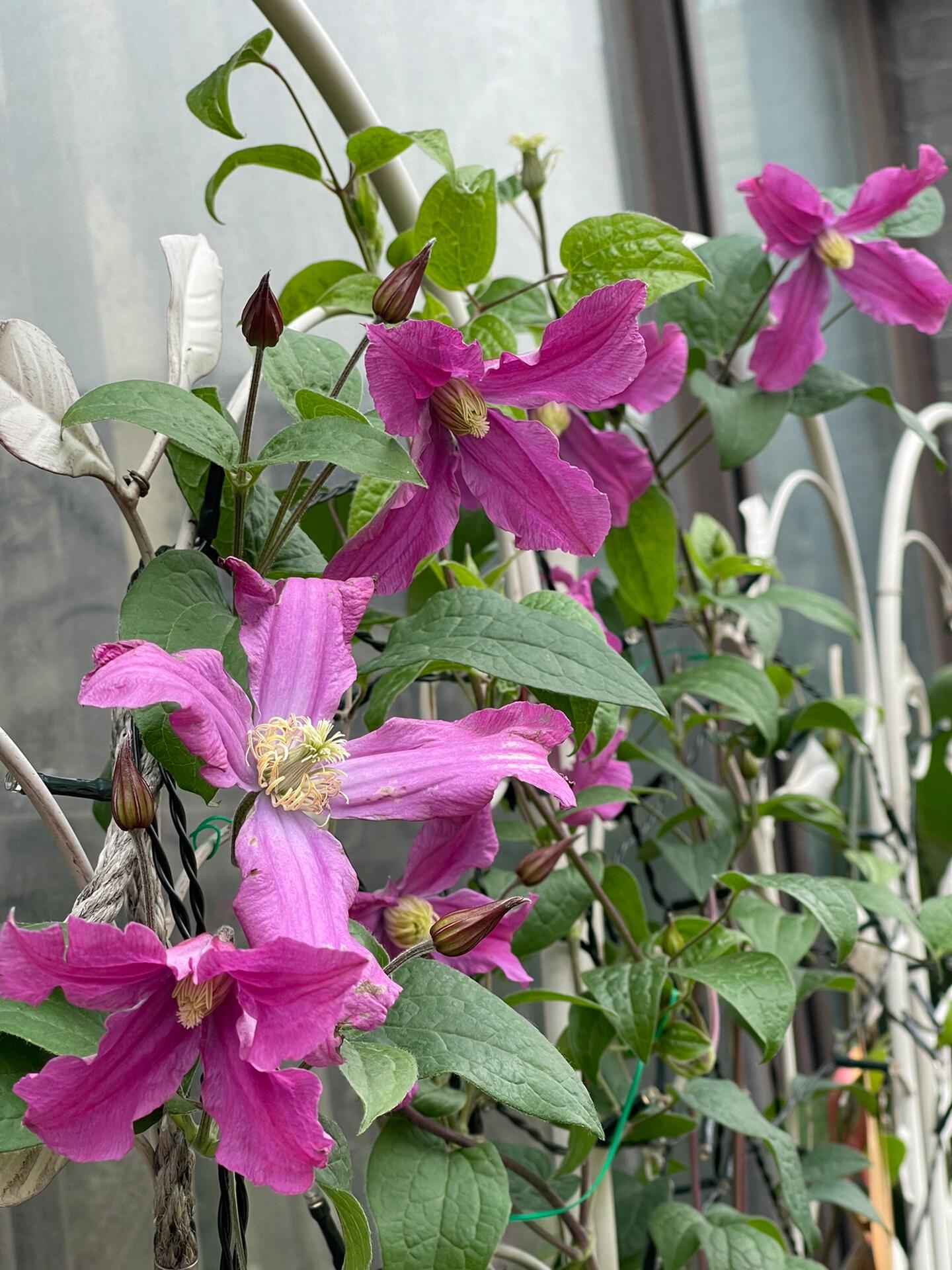 Clematis【Inspiration】-9P LivePlant|灵感|Dutch Cut Flower Clematis