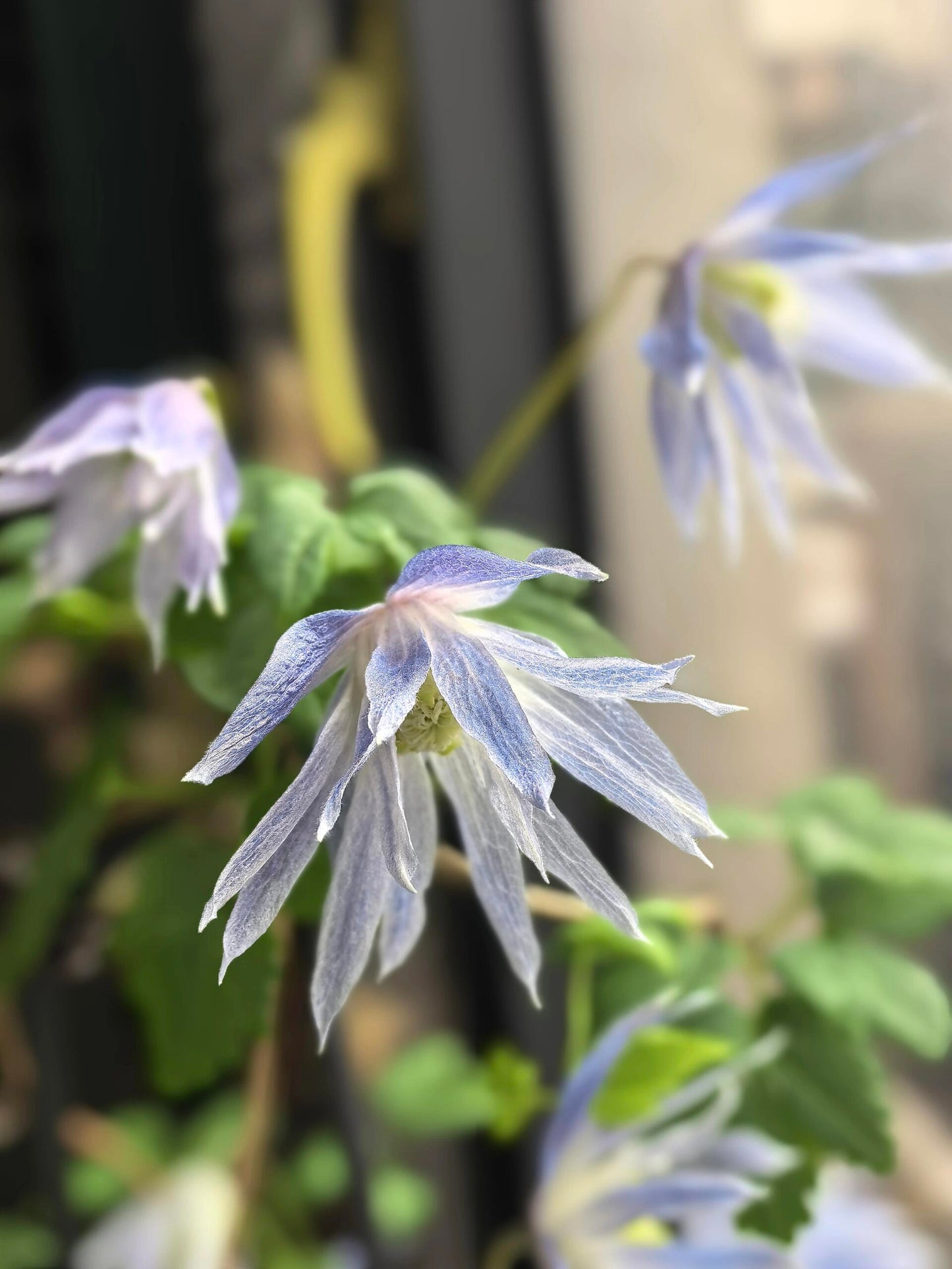 Rare Clematis【Maidwell Hall】- 12P LivePlant|梅德维尔|Fairy Dress|Cold-hardy|