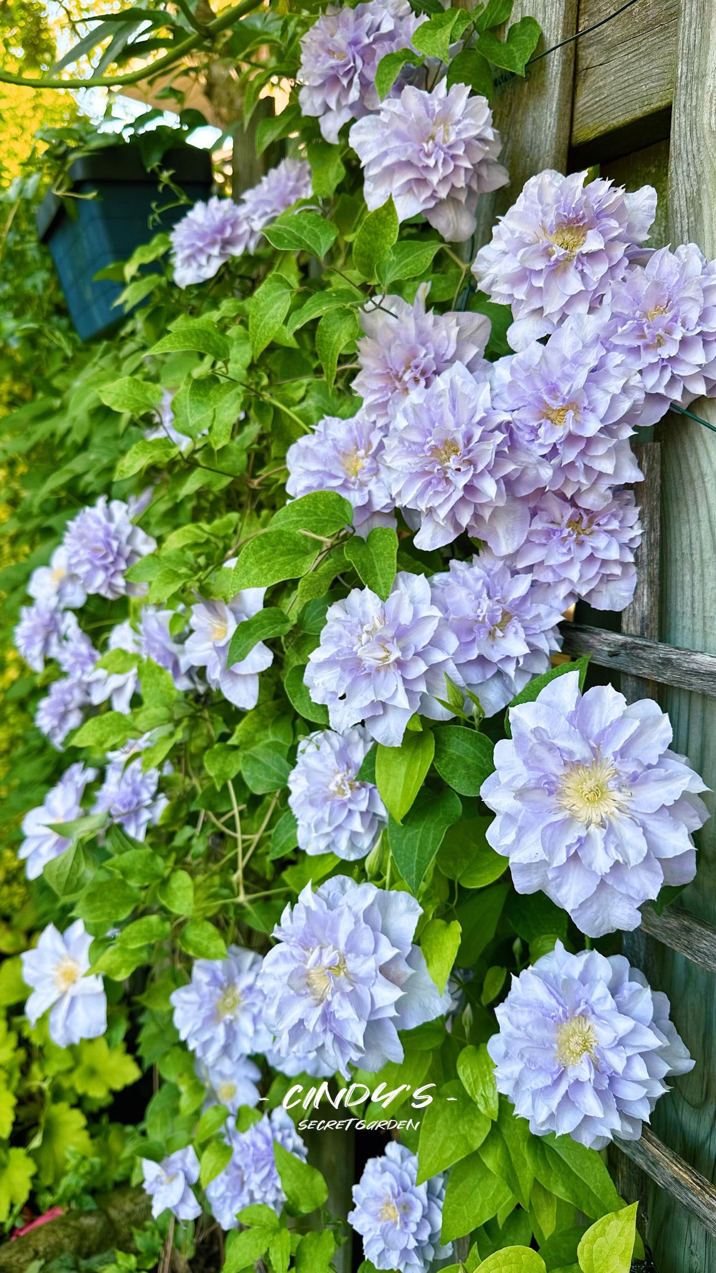 Clematis【Veronica's choice】- LivePlant|维罗妮卡的选择|Fairy Double Clematis|Gradient