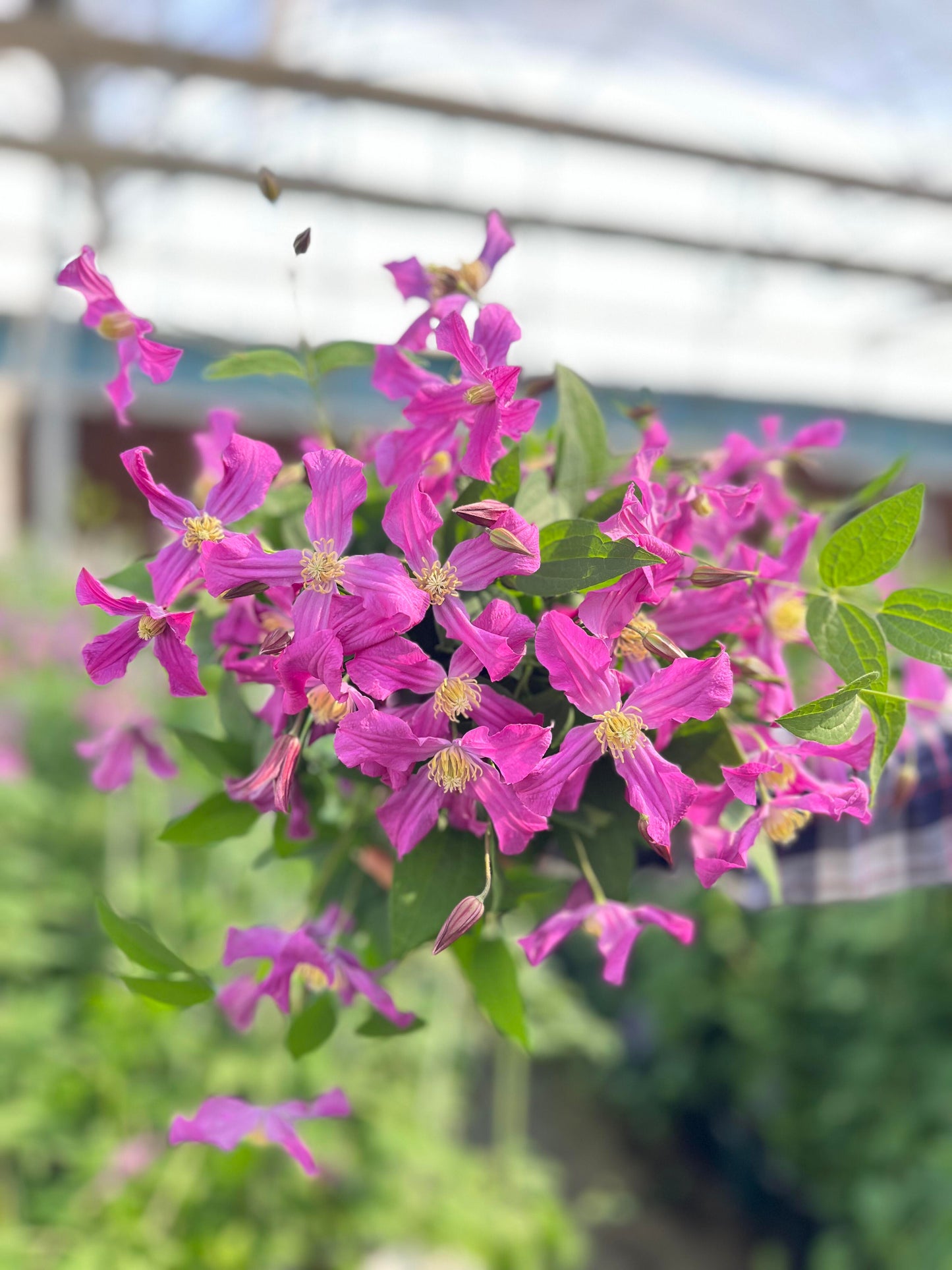 Clematis【Inspiration】-9P LivePlant|灵感|Dutch Cut Flower Clematis