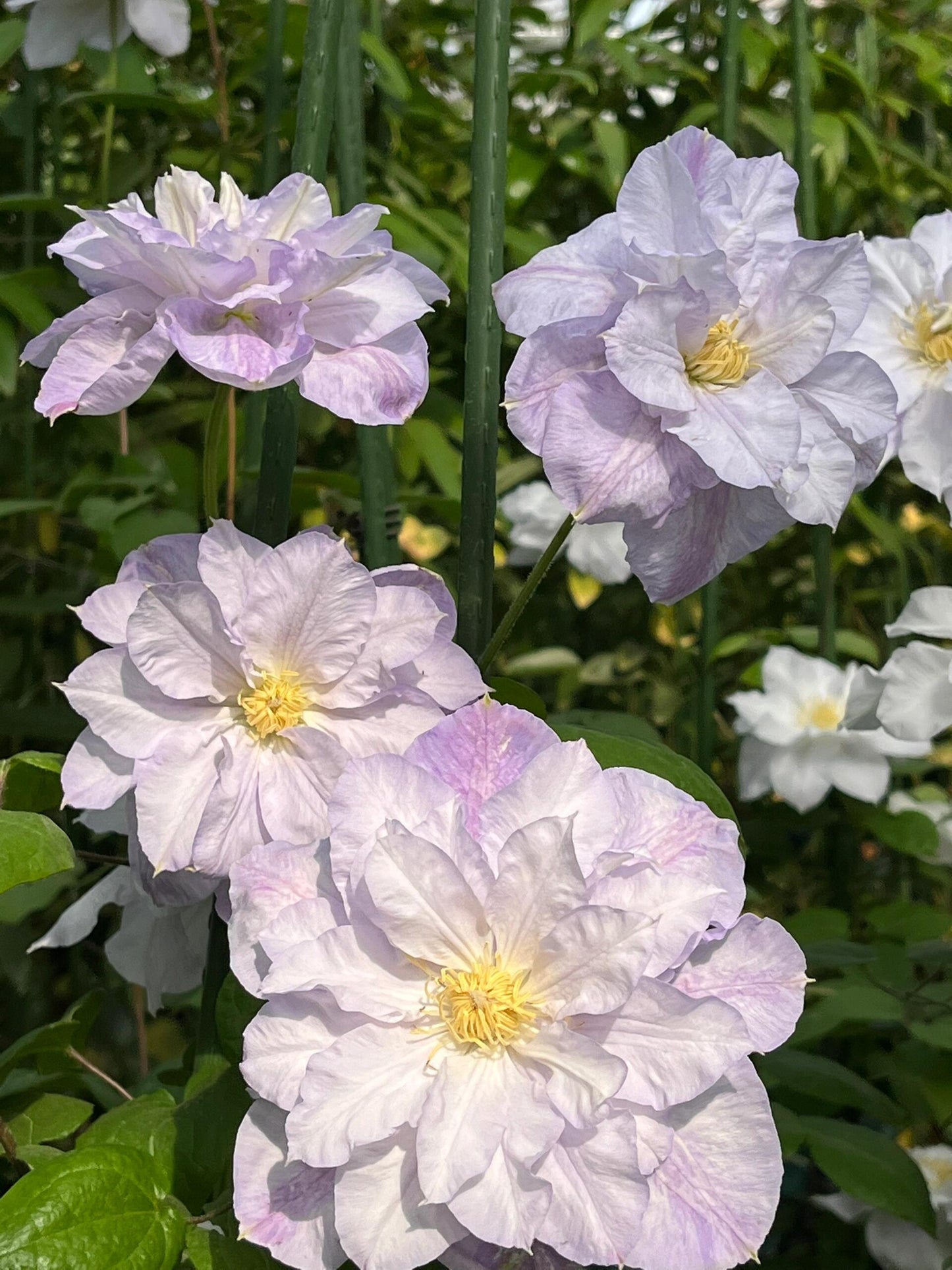 Clematis【Veronica's choice】- LivePlant|维罗妮卡的选择|Fairy Double Clematis|Gradient