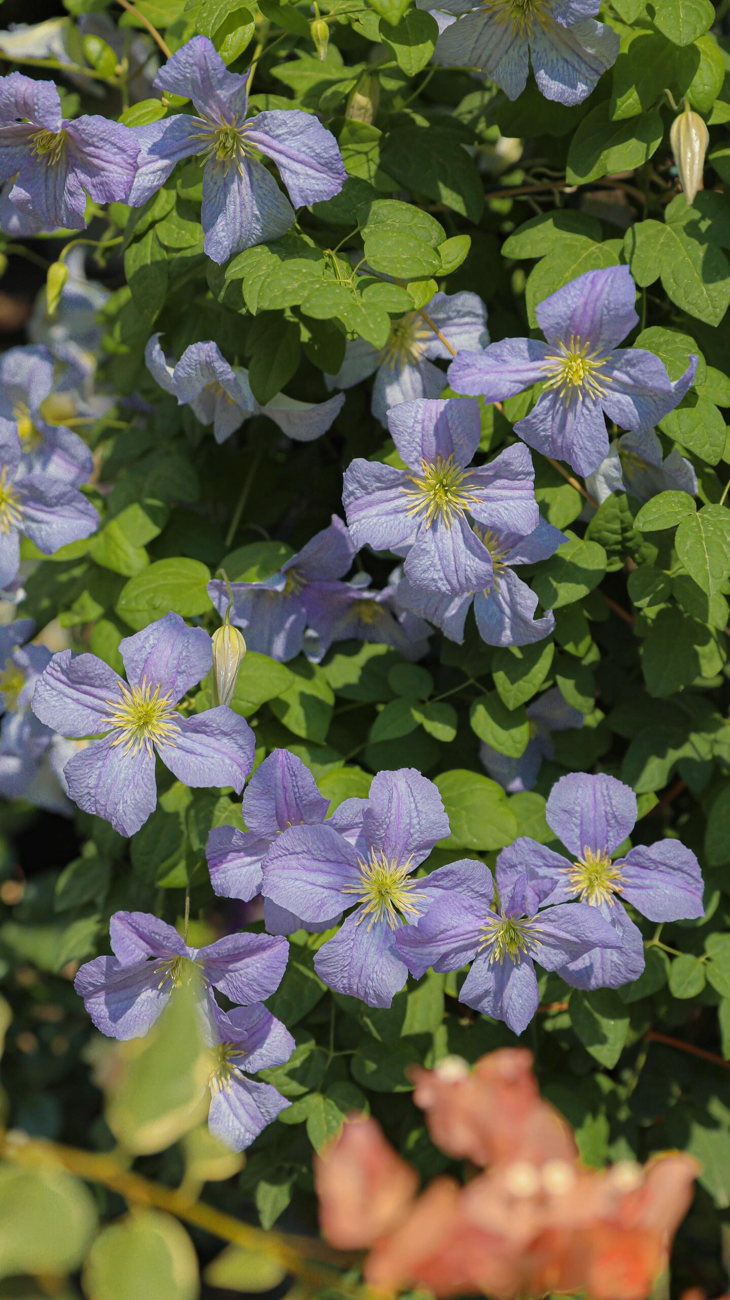 Clematis【 Emilia Plater】- LivePlant|艾米丽花盘|Blue Flower Waterfall