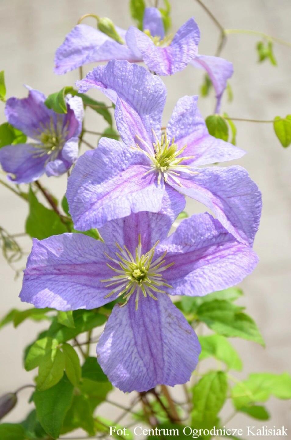 Clematis【 Emilia Plater】- LivePlant|艾米丽花盘|Blue Flower Waterfall
