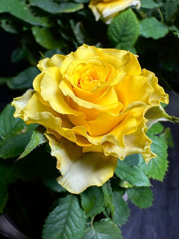 Rose【Shell|貝殻】-1.5 Gal OwnRoot LivePlant|Popular Japanese Floribunda Rose 贝壳|Large Bloom|Long vase life| Heat Resistant| Easy to Grow| Lace