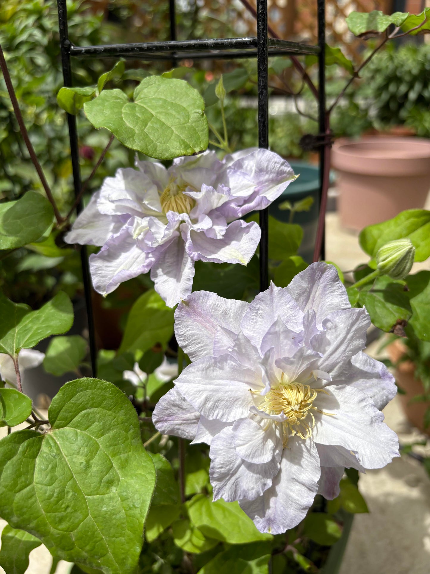 Clematis【Veronica's choice】- LivePlant|维罗妮卡的选择|Fairy Double Clematis|Gradient