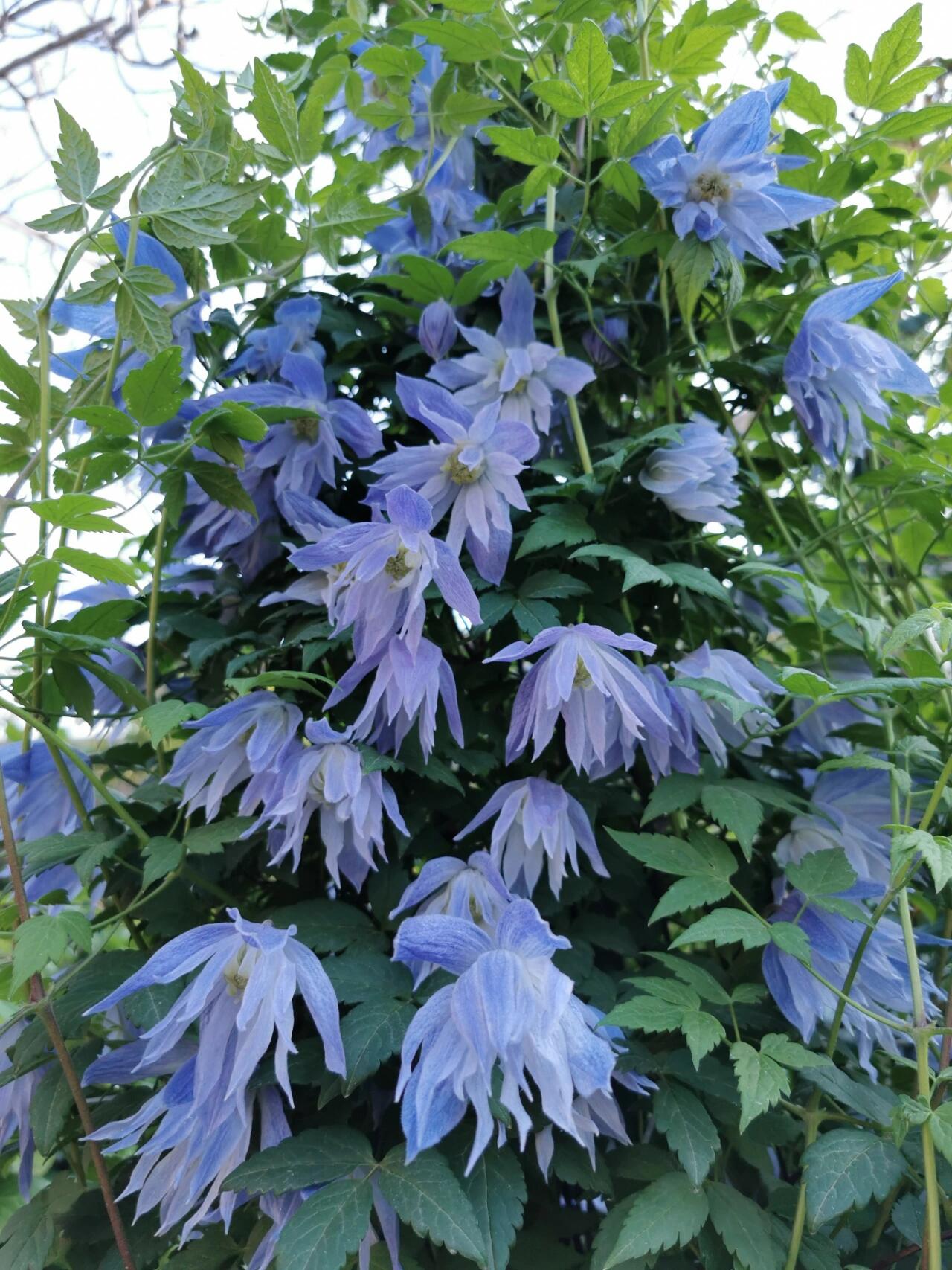 Rare Clematis【Maidwell Hall】- 12P LivePlant|梅德维尔|Fairy Dress|Cold-hardy|