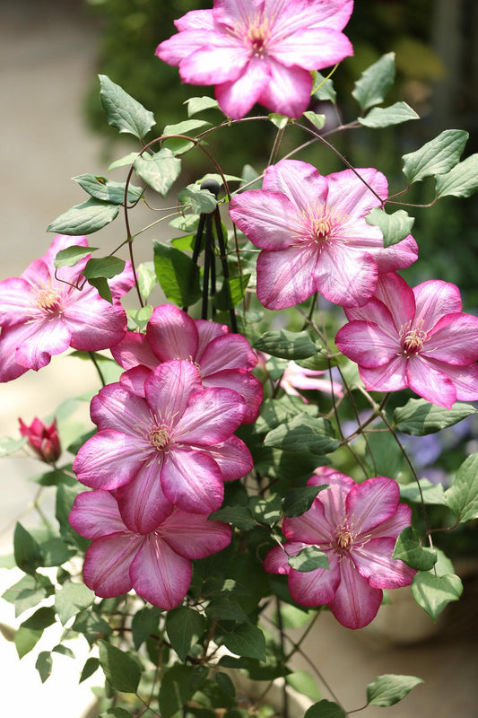 Rare Rare Clematis【Paradiso】-LivePlan|天堂|帕拉迪索| Double-flowered| Cold Hardy| Perennial| Pollinator Friendly| Low Maintenance| Easy 2 Grow