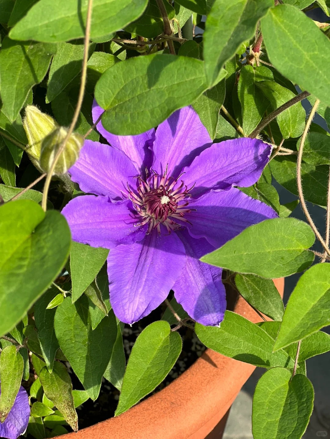 Clematis【Parisienne】 巴黎风情