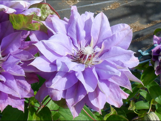 Clematis【Matsuri Daiko|祭り太鼓】- LivePlant|花太鼓|Japanese Rare Clematis| Bluish-Purple double blooms| Super Large Flower| Cold Hardy