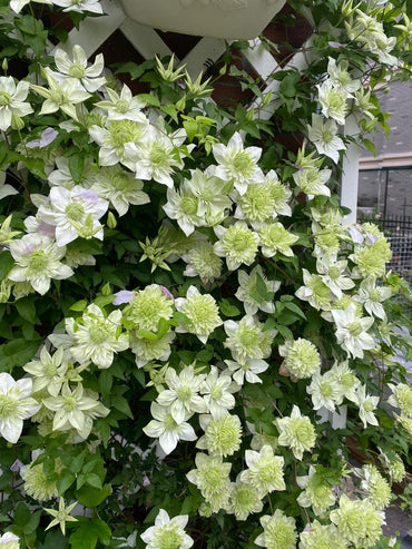 Clematis 【Alba Plenal | 白万重】- 9P LivePlant| Shade Tolerant| 小绿| 绿玉| Popular Varieties|
