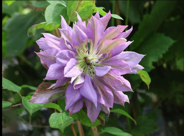Clematis【Matsuri Daiko|祭り太鼓】- LivePlant|花太鼓|Japanese Rare Clematis| Bluish-Purple double blooms| Super Large Flower| Cold Hardy