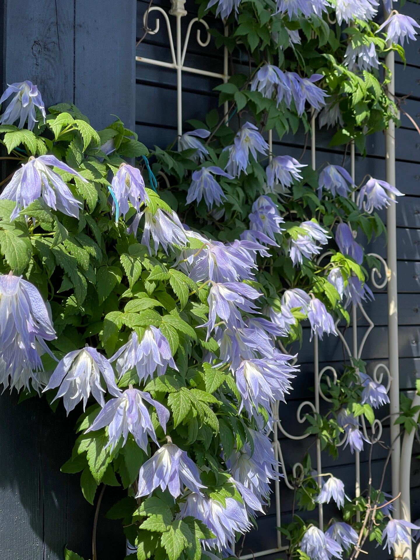 Rare Clematis【Maidwell Hall】- 12P LivePlant|梅德维尔|Fairy Dress|Cold-hardy|
