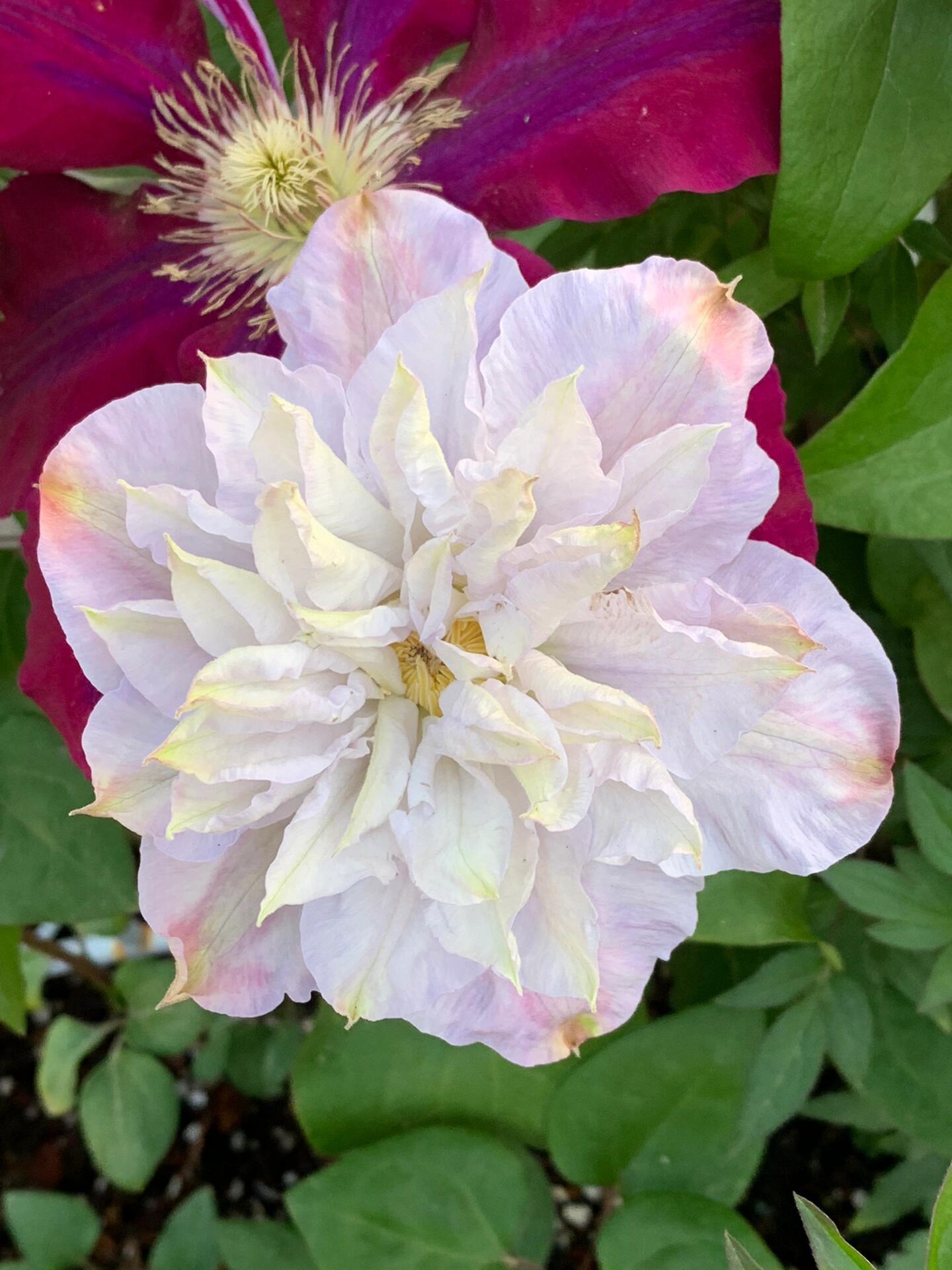 Clematis【Veronica's choice】- LivePlant|维罗妮卡的选择|Fairy Double Clematis|Gradient