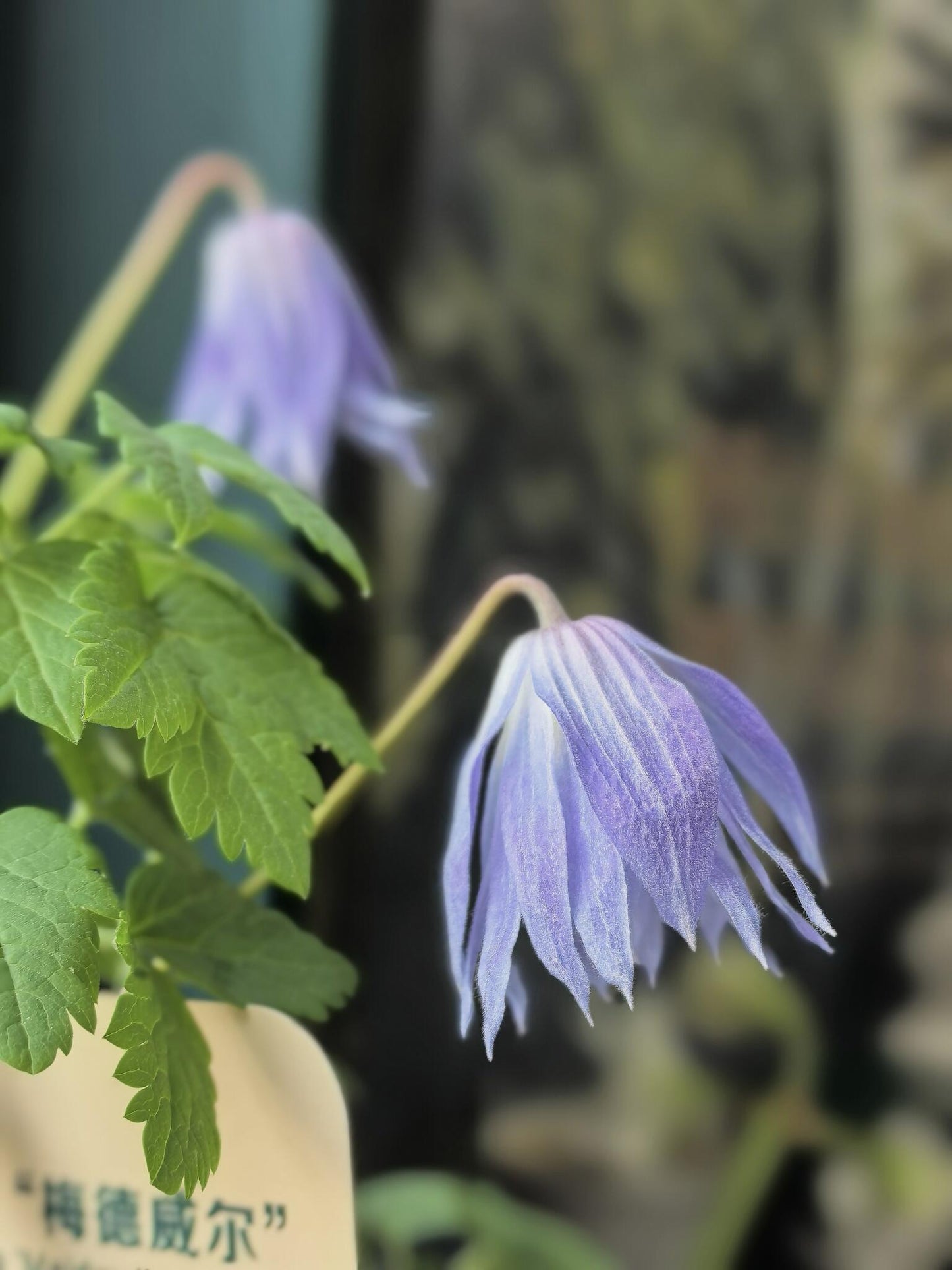 Rare Clematis【Maidwell Hall】- 12P LivePlant|梅德维尔|Fairy Dress|Cold-hardy|