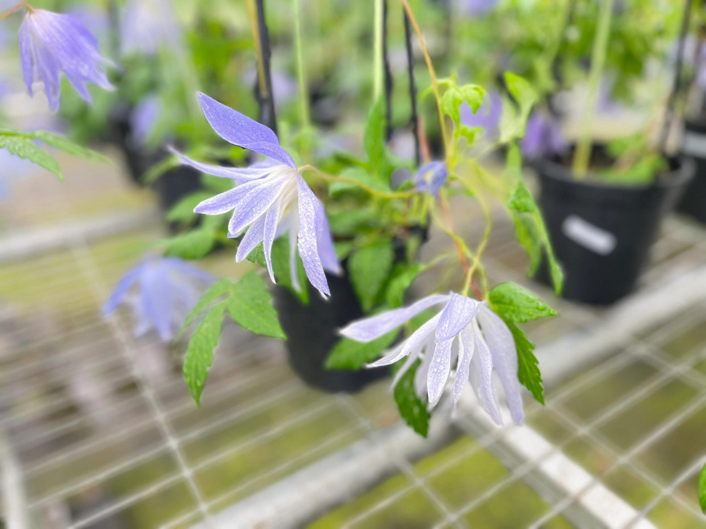 Rare Clematis【Maidwell Hall】- 12P LivePlant|梅德维尔|Fairy Dress|Cold-hardy|