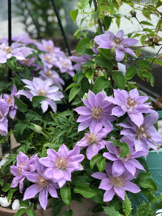 Clematis【Filigree】- LivePlant|金银丝/ 故里|Dwarf Clematis