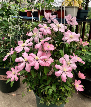 Clematis 【Ai-nor】- LivePlant|Ealy large-flowered |爱诺露