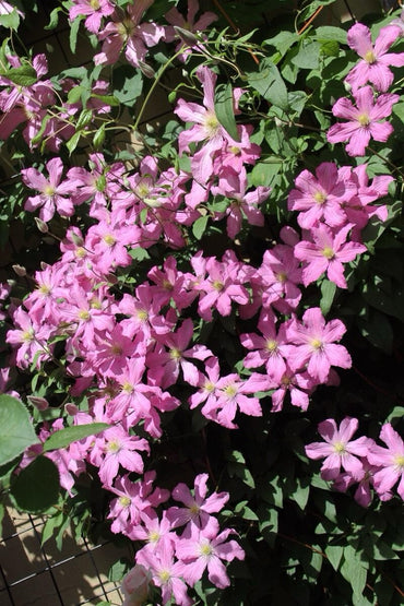 Clematis【Comtesse de Bouchaud】- LivePlant|包查德 女侯爵|Cute Flower