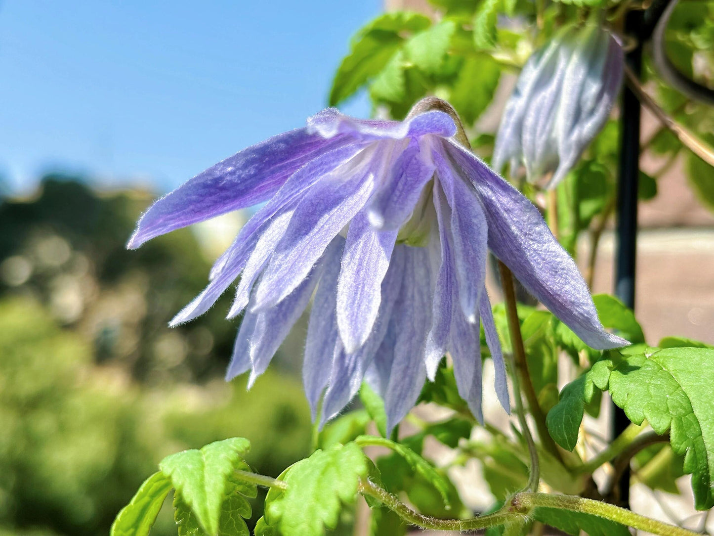 Rare Clematis【Maidwell Hall】- 12P LivePlant|梅德维尔|Fairy Dress|Cold-hardy|
